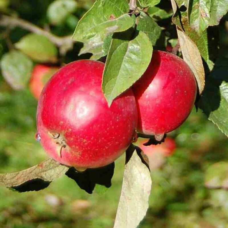 Яблоня Анис алый – вид 1