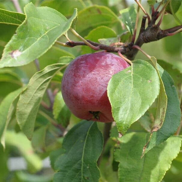 Яблоня Китайка Керр – вид 1
