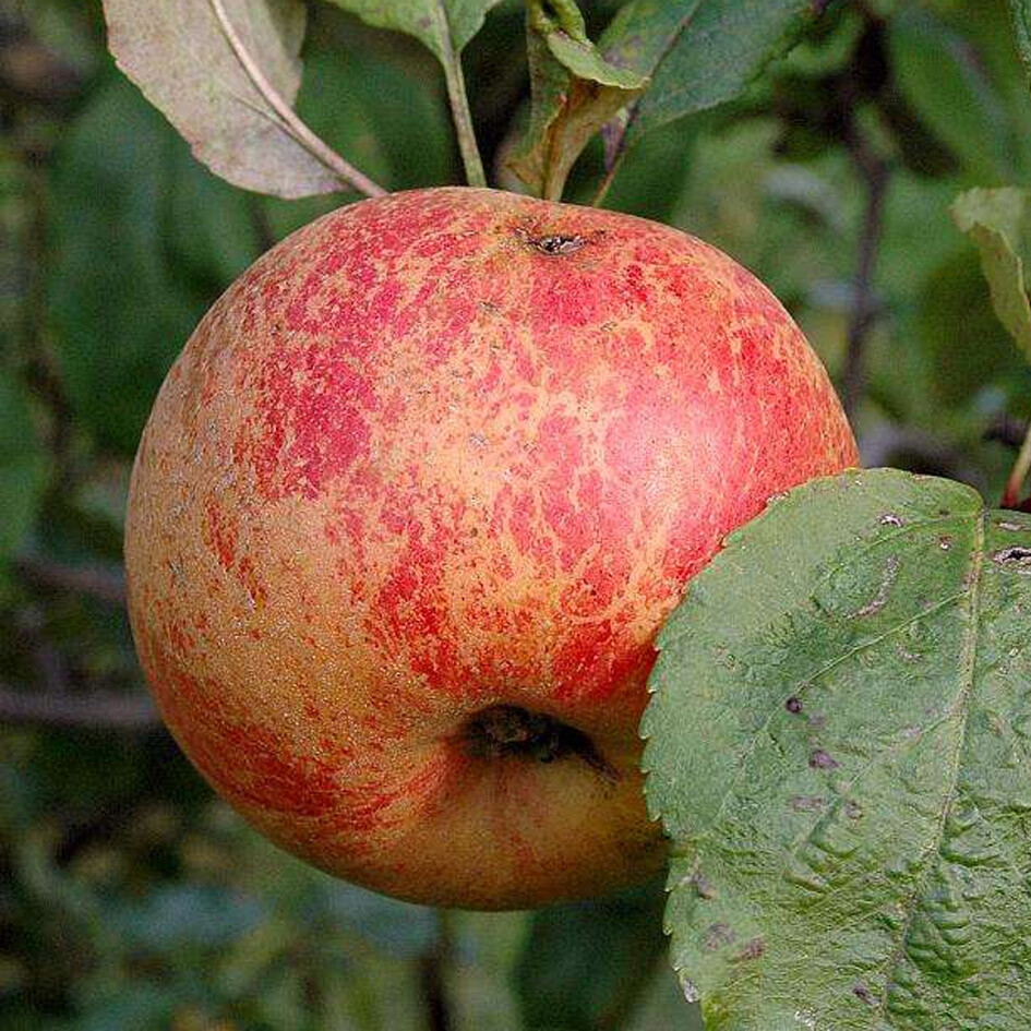 Ранние сорта яблонь для подмосковья. Яблоня коричное полосатое. Яблоня сорт коричное полосатое. Штрифель яблоня. Сорт яблони коричневая полосатая.