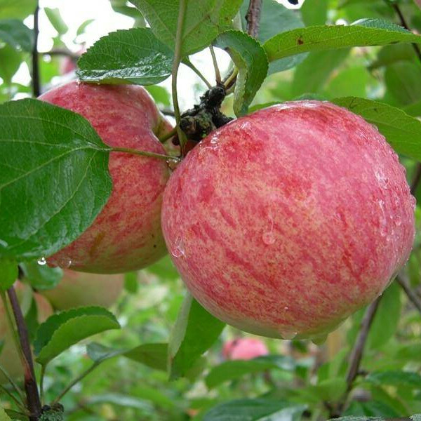 Яблоня Коричное полосатое – вид 1