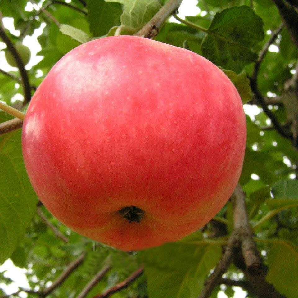 Яблоня Малиновка – вид 1