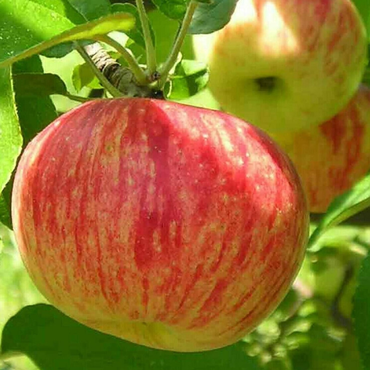 Яблоня ранняя сладкое – вид 1