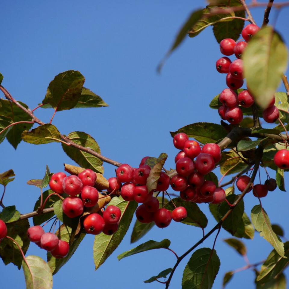 Яблоня декоративная Ред сентинел – вид 1