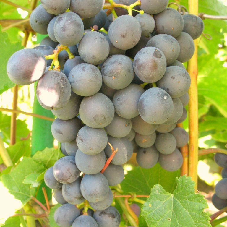 Виноград Неретинский – вид 1