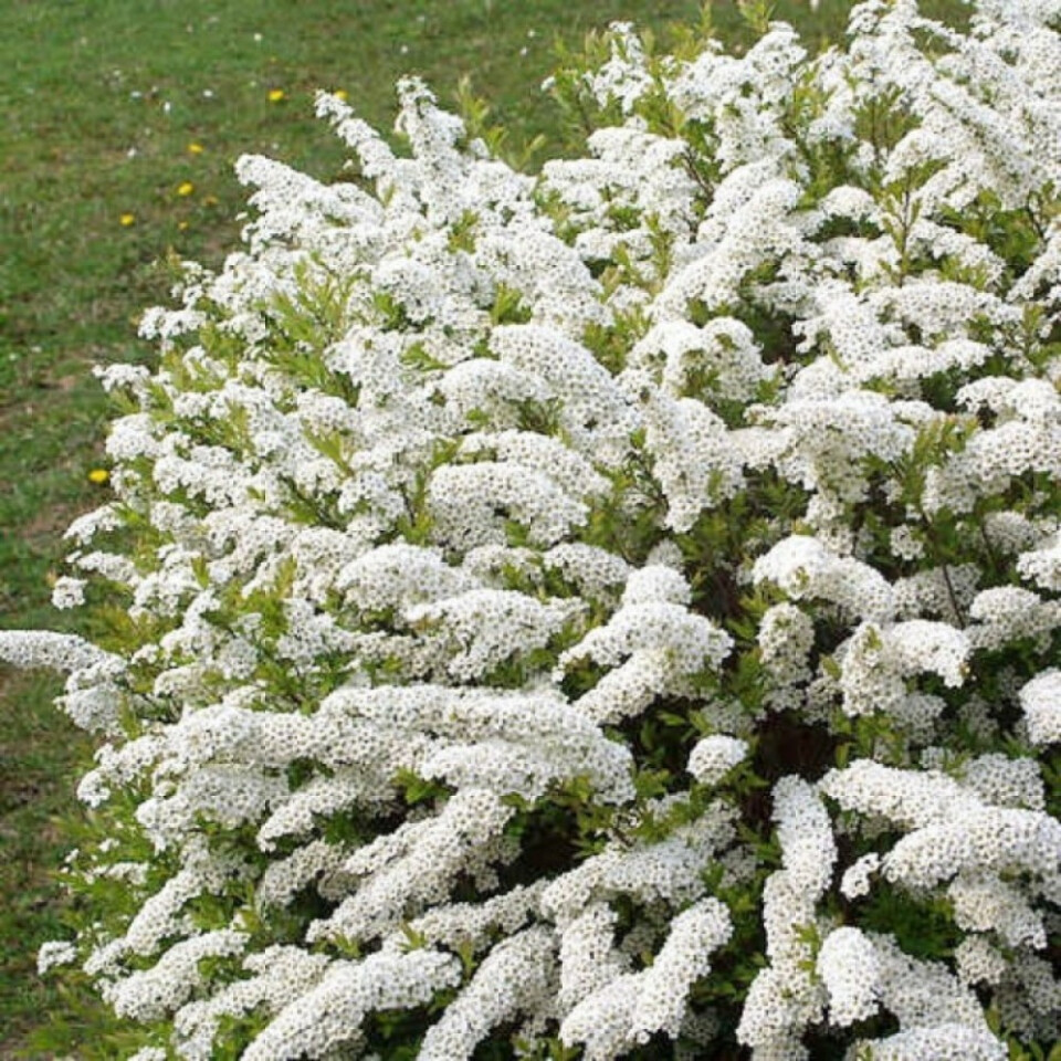 Цветущий кустарник с белыми цветами спирея фото