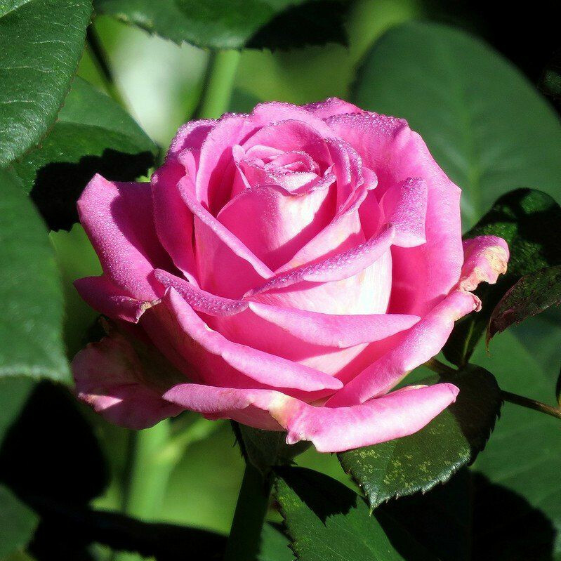 Роза Аква – вид 1