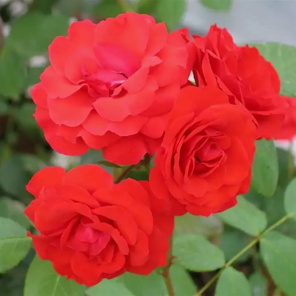 Роза Аллотрия – вид 1