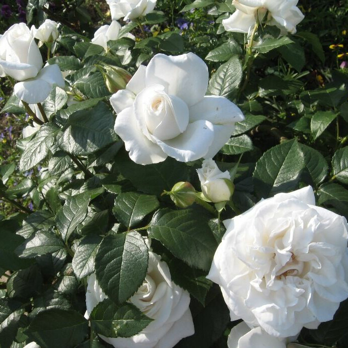 Роза Аннапурна – вид 1