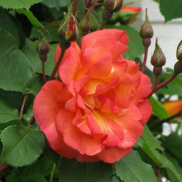 Роза Ариель Домбаль – вид 1
