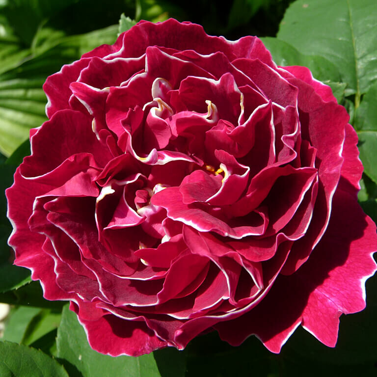 Роза Барон Жиро де Лен – вид 1