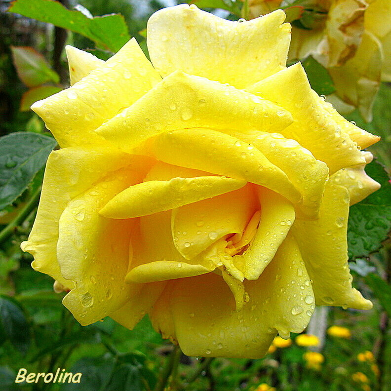 Роза Беролина – вид 1