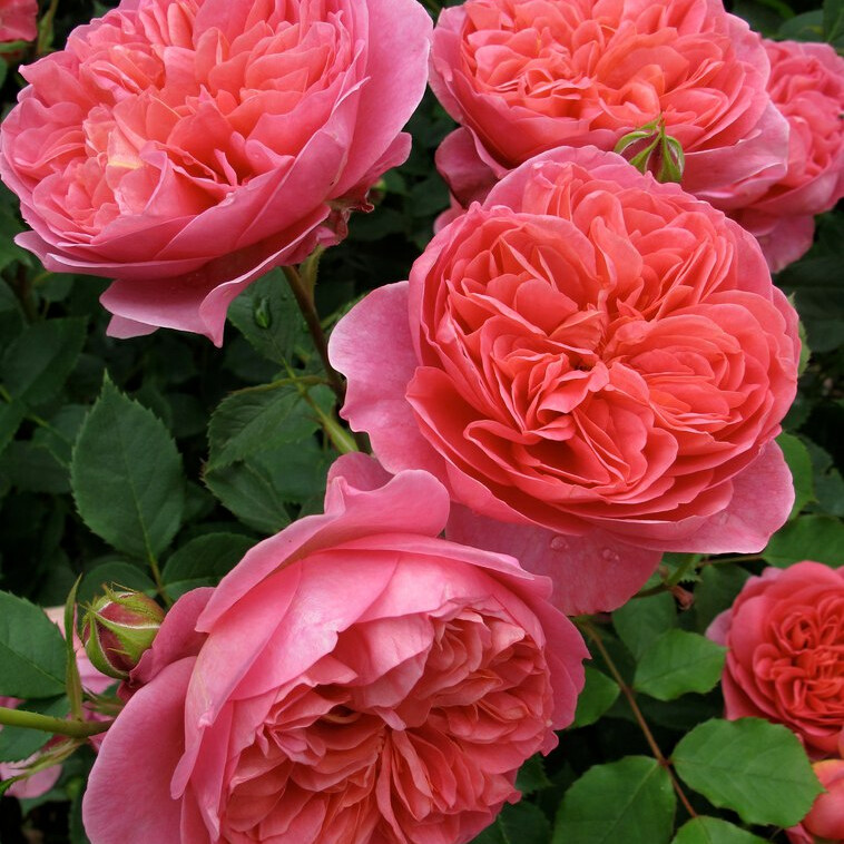 Роза Боскобель – вид 1