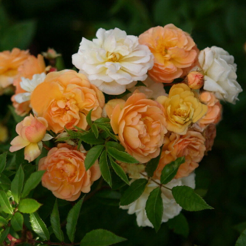 Роза Гислен де Фелигонд – вид 1