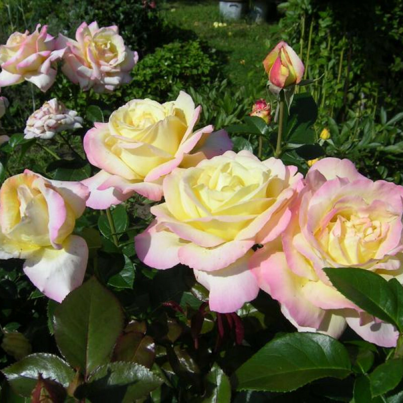 Роза плетистая глория дей клайминг фото и описание
