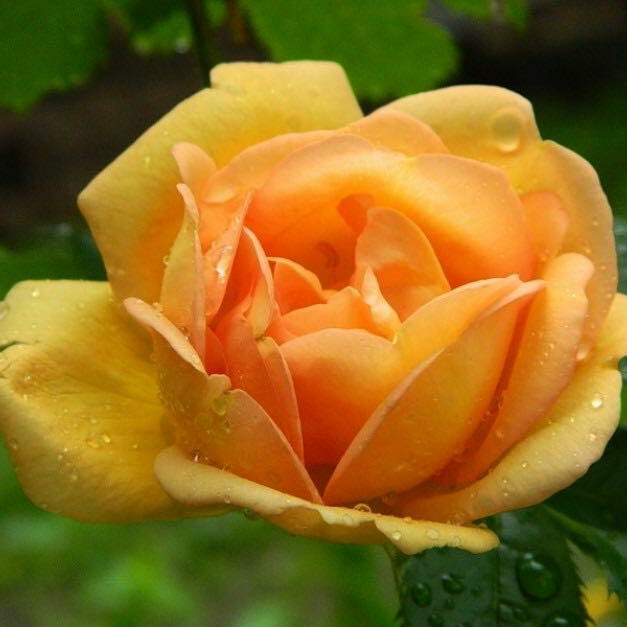 Роза Голден Клаймбер – вид 1