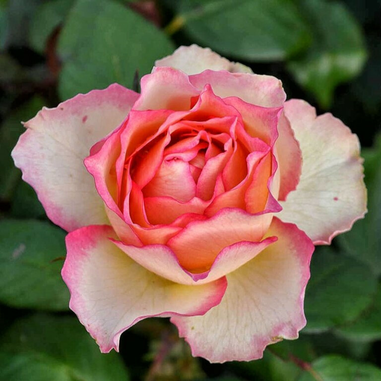 Роза Джалита – вид 1