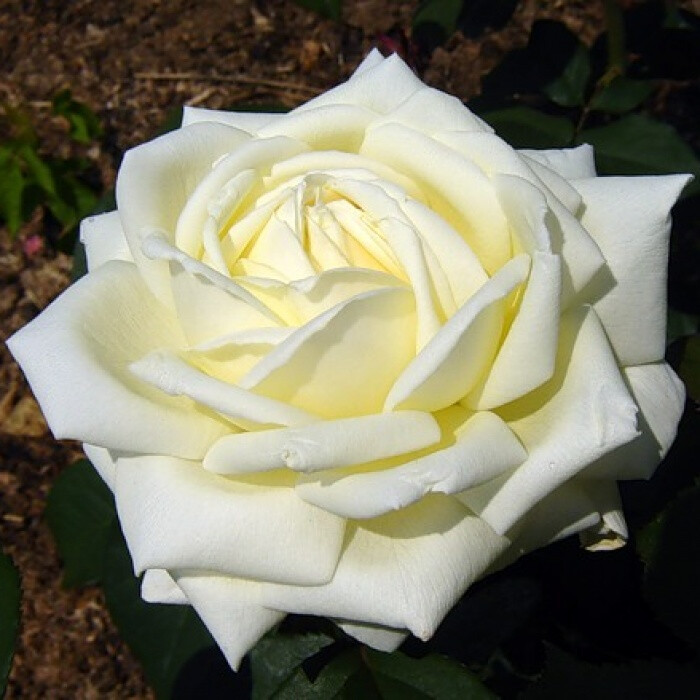 Роза Жанна Моро – вид 1