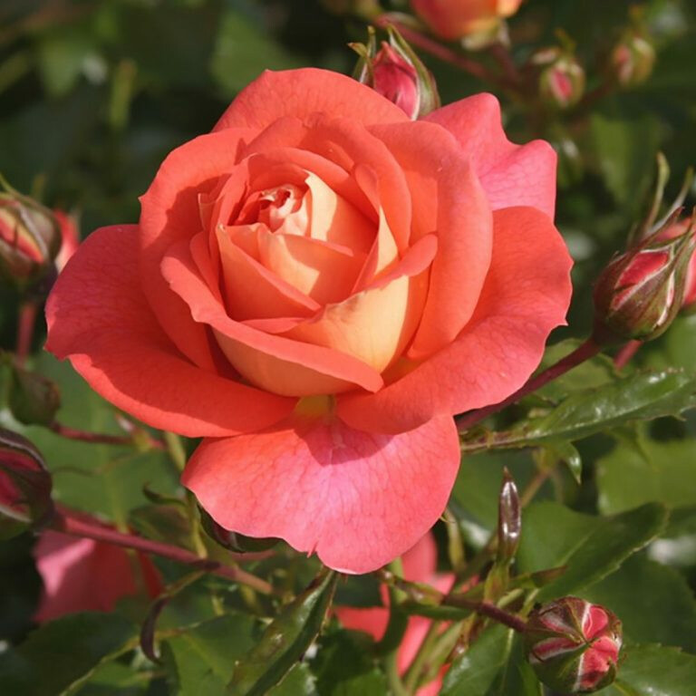 Роза Зоммерзоне – вид 1