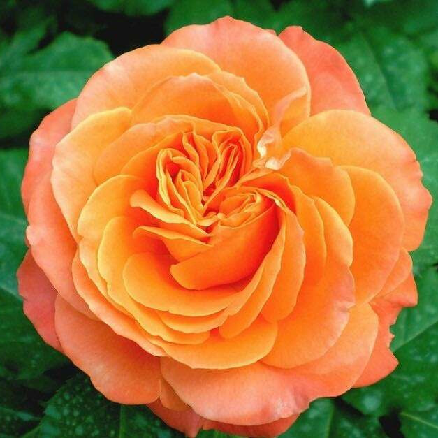 Роза Ибица – вид 1