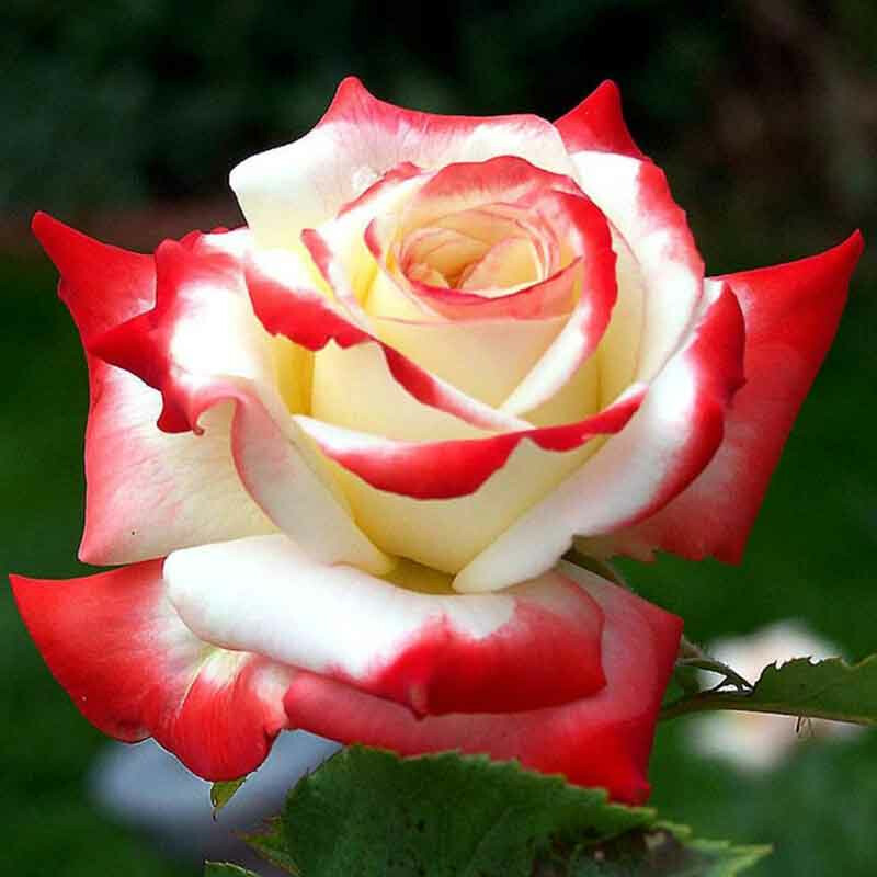 Роза императрица Фарах – вид 1