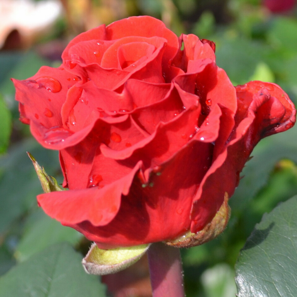 Роза Эль Торо – вид 1