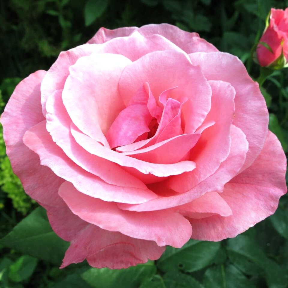 Queen Elizabeth куин Элизабет роза
