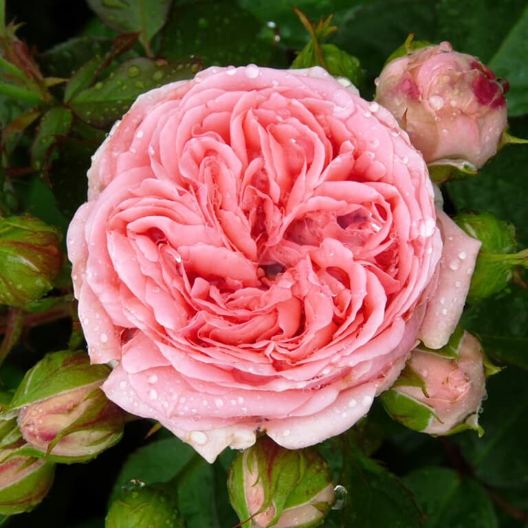 Роза Кимоно – вид 1