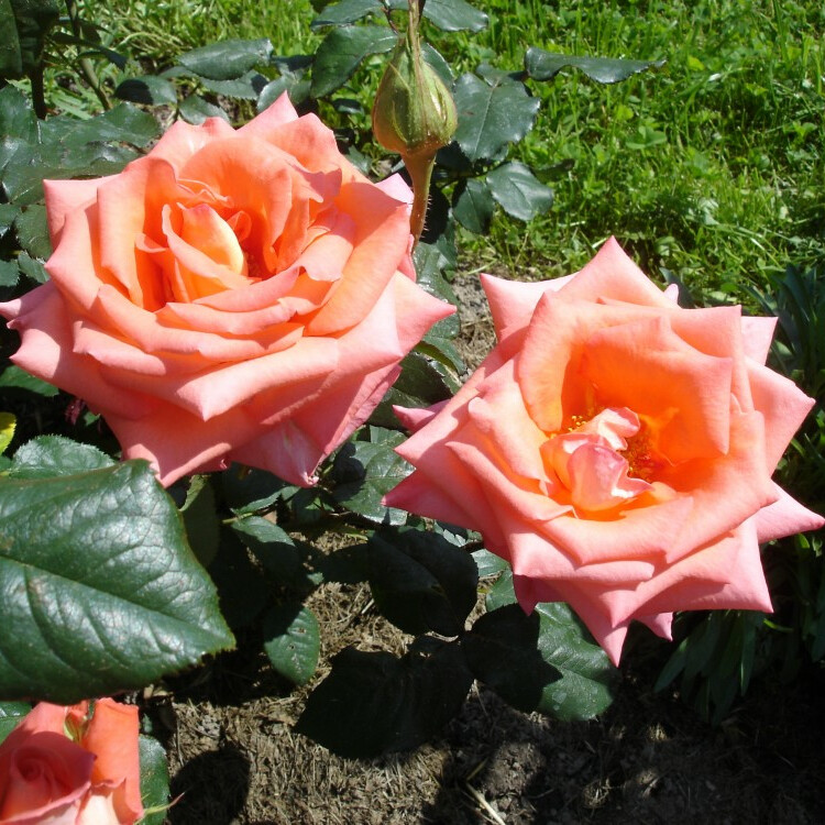 Роза Коника – вид 1