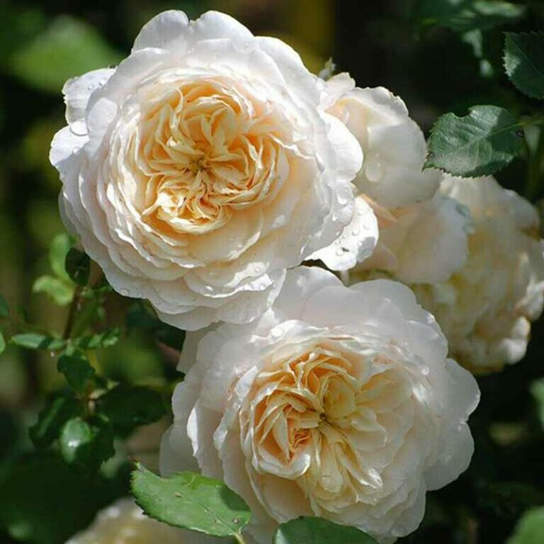 Роза Крокус Роуз – вид 1