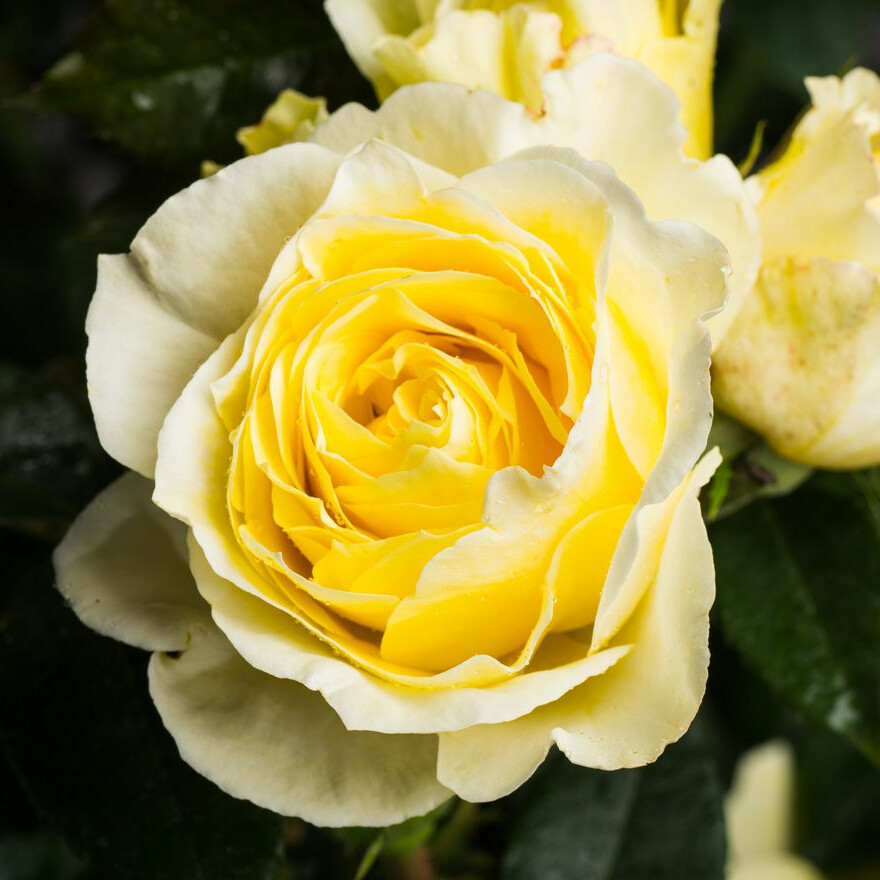 Роза Лемон Романтика – вид 1