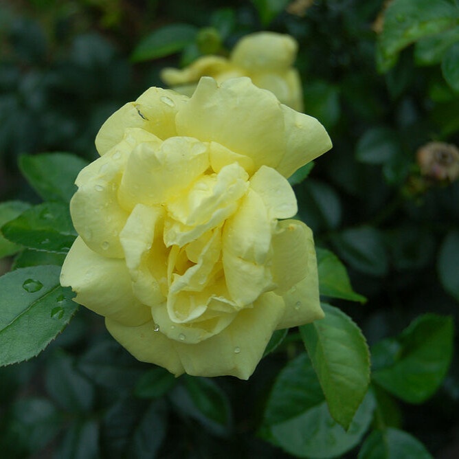 Роза Лоредо – вид 1
