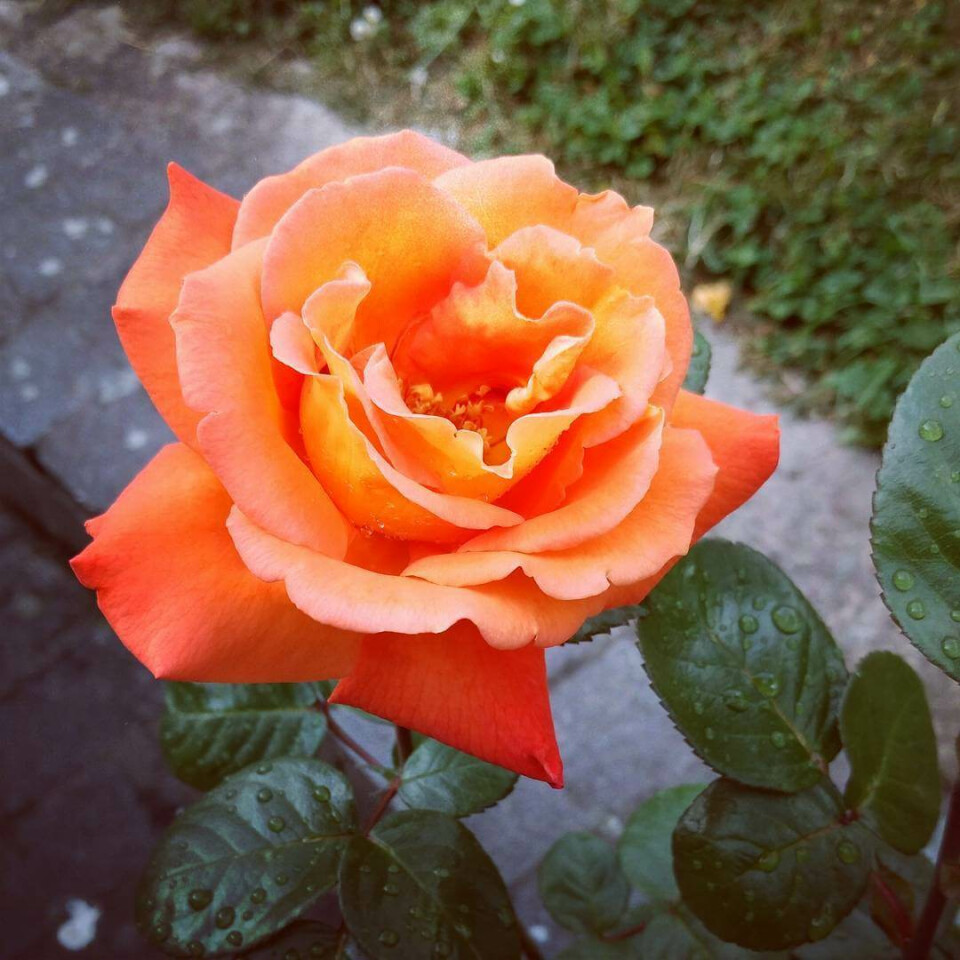 Роза Луи де Фюнес – вид 1