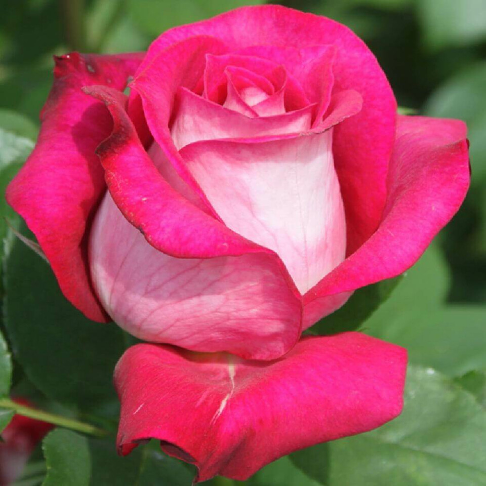 Роза Моника Белуччи – вид 1