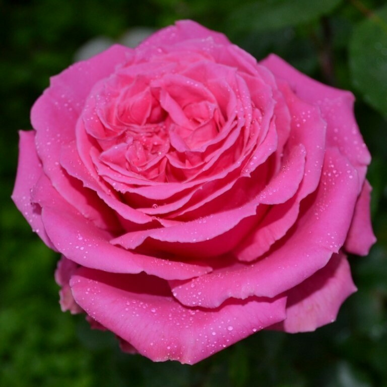 Роза Огюст Ренуар – вид 1