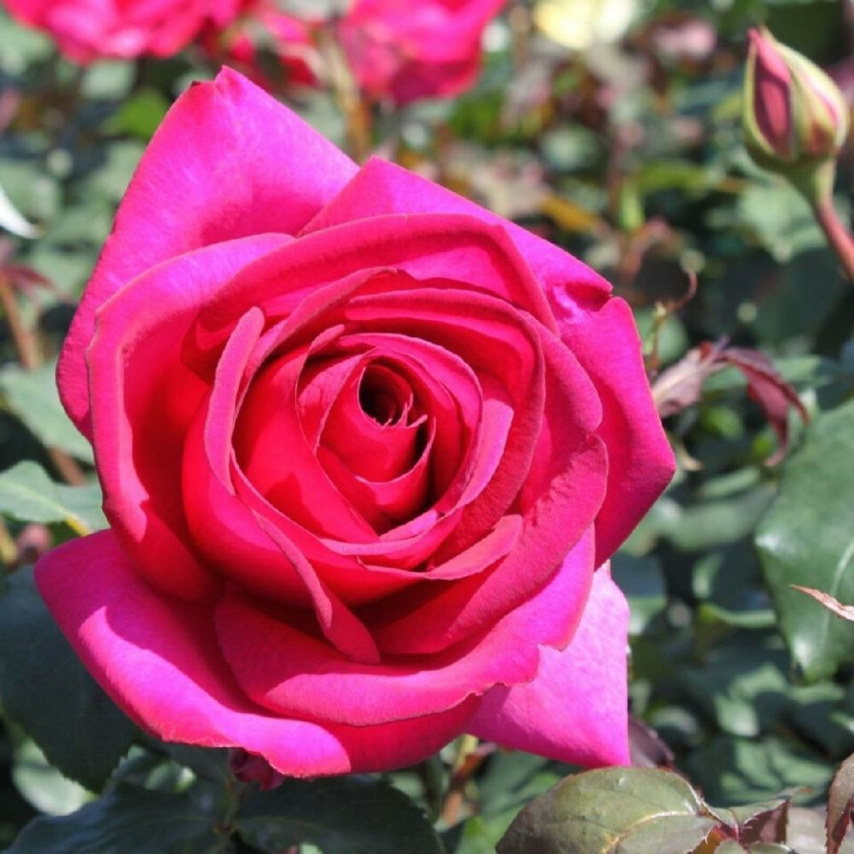 Роза Пароле – вид 1