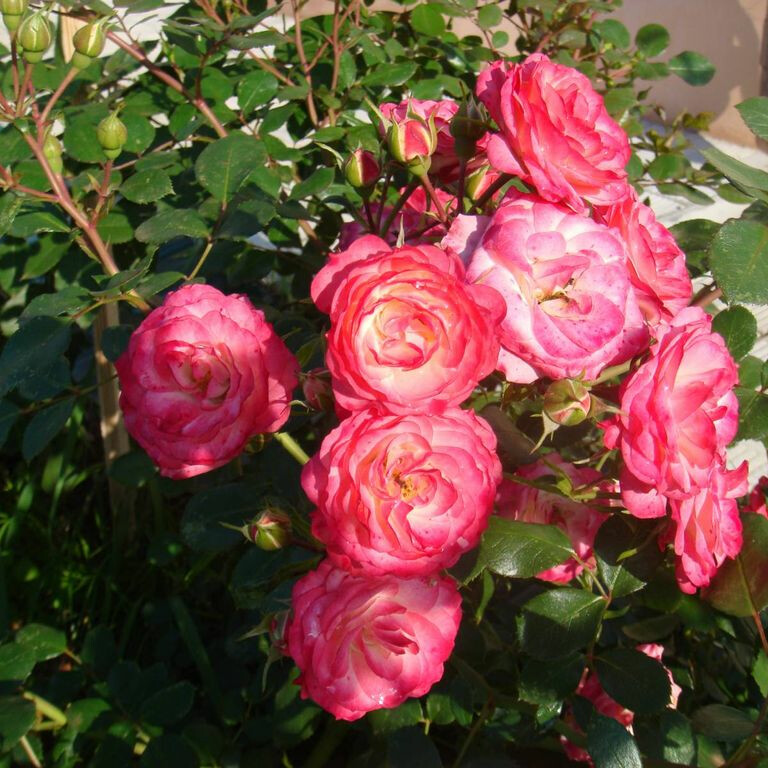 Роза Пат де Велюр – вид 1