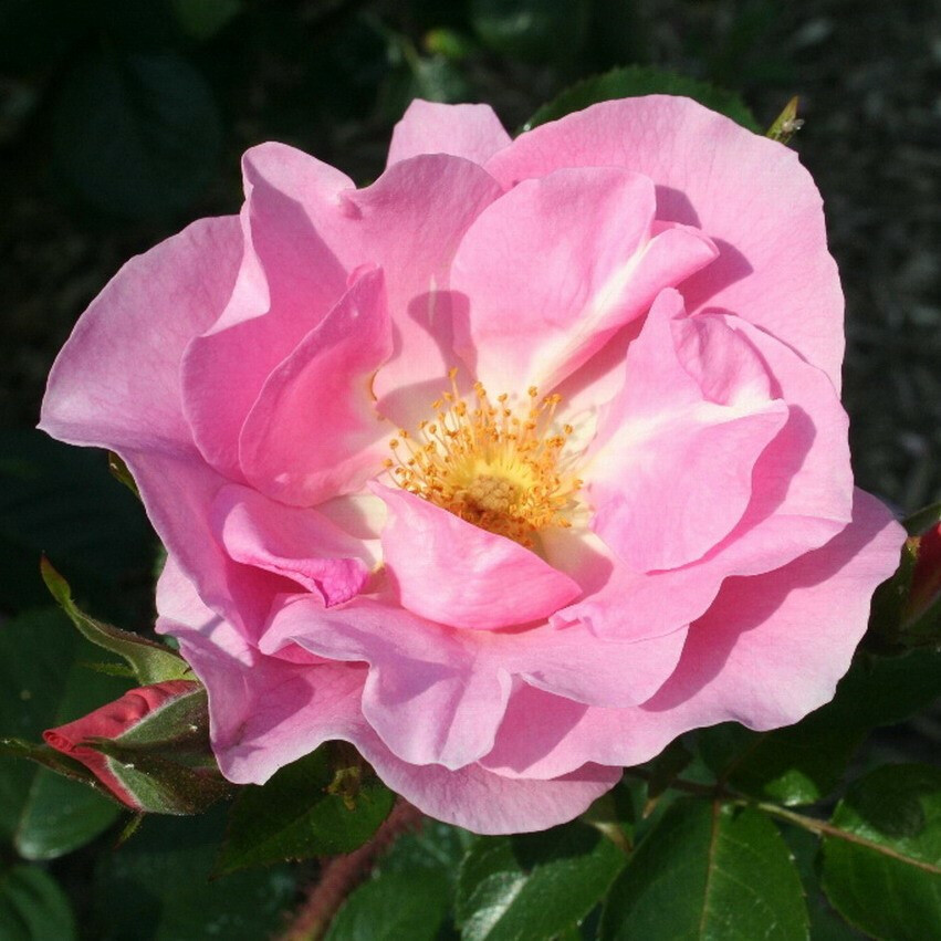 Роза Пинк Робуста – вид 1