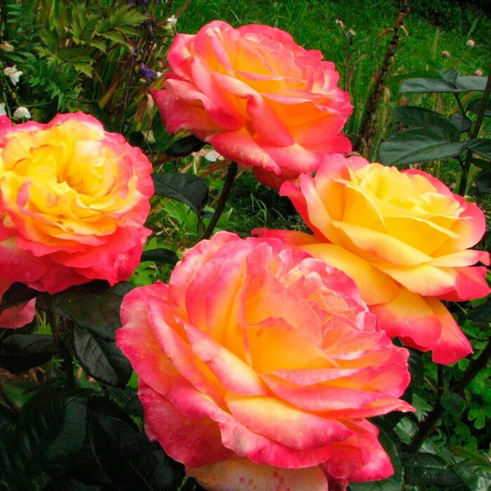 Роза Пульман Ориент экспресс – вид 1