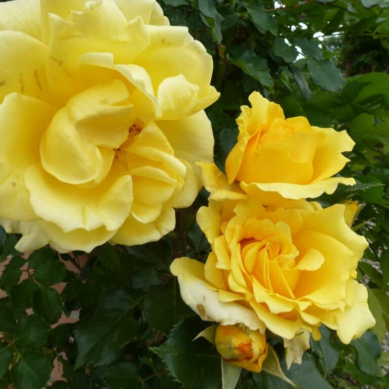 Роза Римоза – вид 1