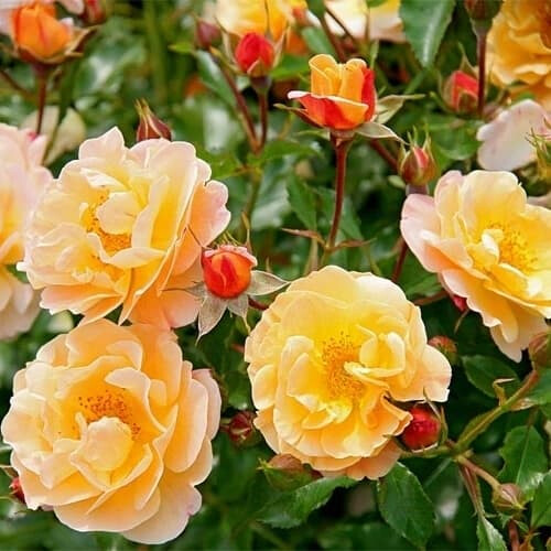 Роза Седана – вид 1