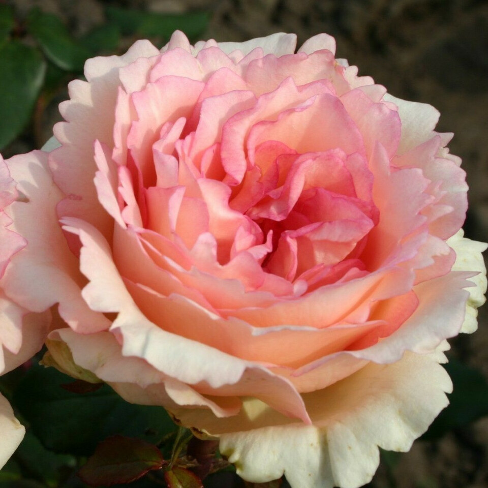 Роза Сувенир де Баден-Баден