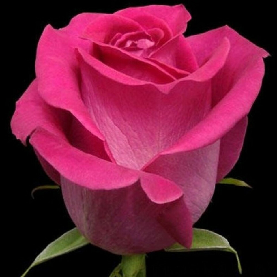 Роза Топаз – вид 1
