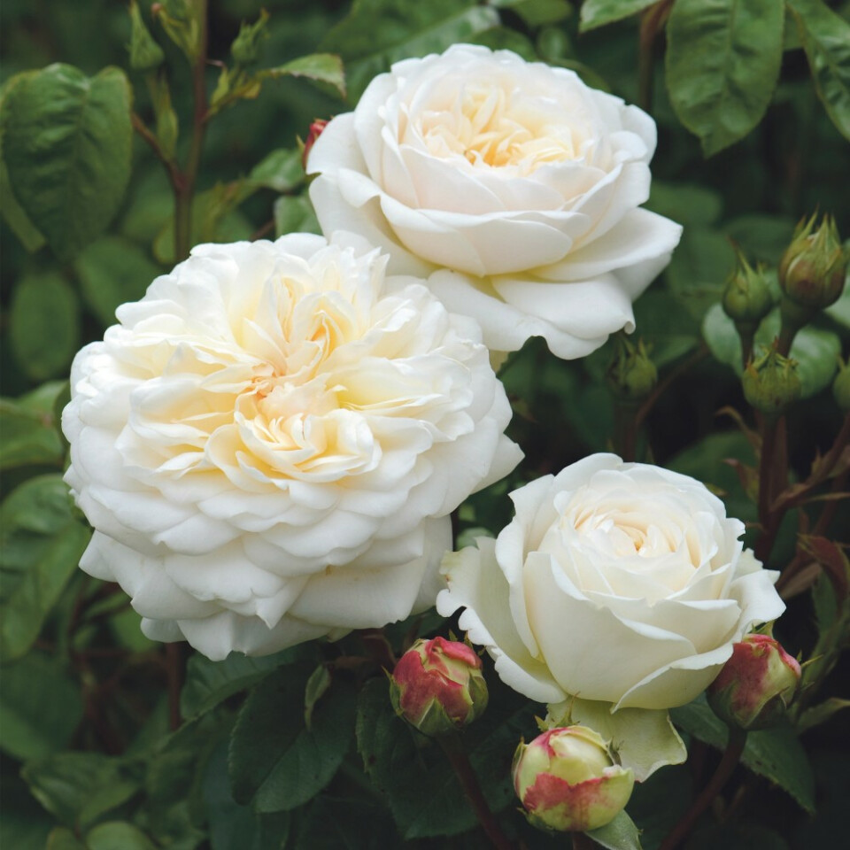 Роза Транквилити – вид 1