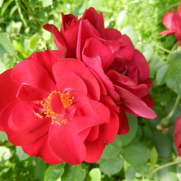 Роза Хансаланд – вид 1
