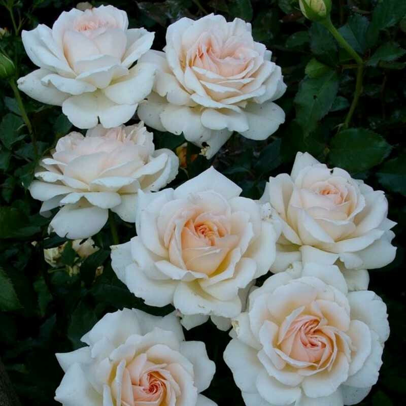 Роза Чандос Бьюти – вид 1