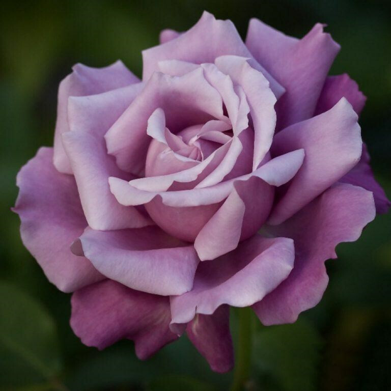 Роза Шарль де Голль – вид 1