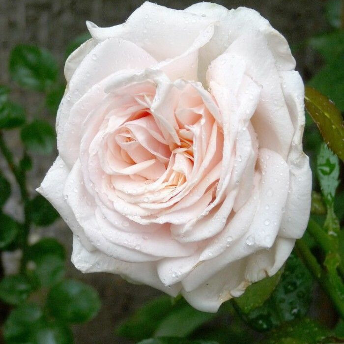 Роза Шлосс Иппенбург – вид 1