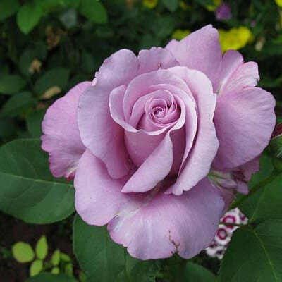 Роза Шарль де Голль – вид 3