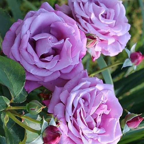 Роза Шарль де Голль – вид 4