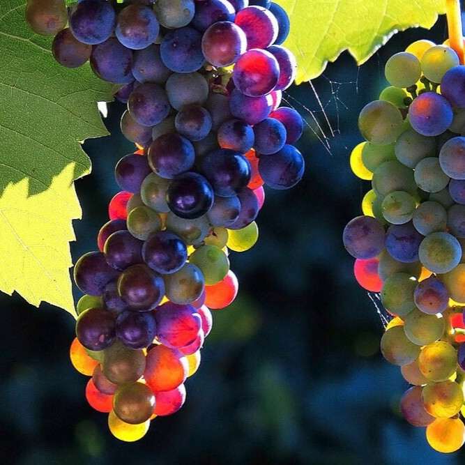 Виноград – вид 3